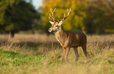 Vahşi bir erkek geyik geyiği (Cervus elaphus), İngiltere 'de sonbaharda doğal bir ormanlık alanda çimlerin üzerinde durur..