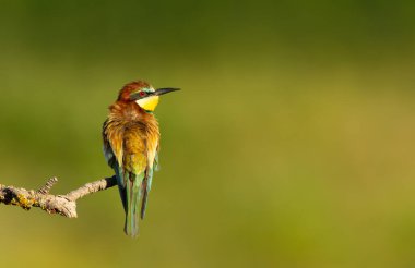 Avrupalı canlı bir arı yiyici (Merops apiaster) yazın bir ağaç dalına tüneyerek Bulgaristan 'ın doğal habitatındaki çarpıcı tüylerini sergiledi..