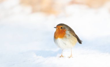 Avrupa bülbülü (Erithacus rubecula) kışın taze kar üzerinde durur ve parlak kırmızı göğsünü İngiltere 'nin temiz beyaz arka planına karşı gösterir..