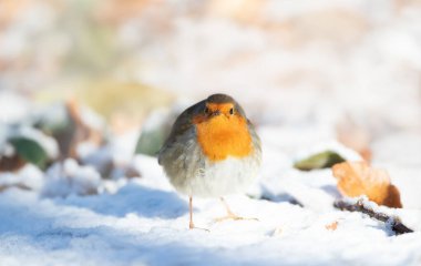 Avrupa bülbülü (Erithacus rubecula) kışın taze kar üzerinde durur ve parlak kırmızı göğsünü İngiltere 'nin temiz beyaz arka planına karşı gösterir..