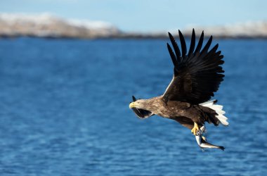 Avrasya deniz kartalı (Haliaeetus albicilla) olarak da bilinen beyaz kuyruklu bir deniz kartalı Norveç 'te pençelerinde bir balığı taşıyan mavi suyun üzerinde alçaktan uçar..