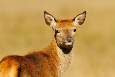 İngiltere 'de bir çayırda duran dişi bir kızıl geyiğin (Cervus elaphus) yakın plan portresi..