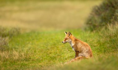Hollanda 'da yeşil bir çayırda oturan kırmızı tilkinin (Vulpes vulpes) yakın çekimi.