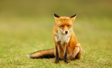 Hollanda 'da yeşil bir çayırda oturan kırmızı tilkinin (Vulpes vulpes) yakın çekimi.