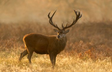 Bir kızıl geyik geyiğinin (Cervus elaphus) altın gündoğumunda bir çayırda dikilirken yakın çekimi..