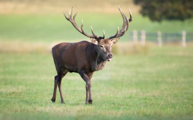 Vahşi bir erkek geyik geyiği (Cervus elaphus) çiftleşme mevsiminde açık alanda yürür..