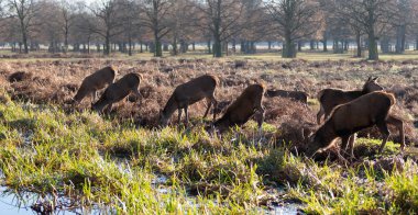 Bir grup kızıl geyik (Cervus elaphus) İngiltere 'de bir çayırda otlarken sığ bir dereden su içmeyi engeller..