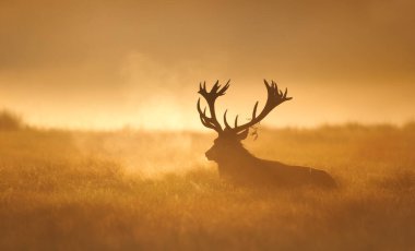 Bir Kızıl Geyik Geyiği 'nin (Cervus Elaphus) görkemli silueti, İngiltere' de sonbaharda dramatik, altından, sisli bir gündoğumuna ya da günbatımına karşı bir çayırda yatar..