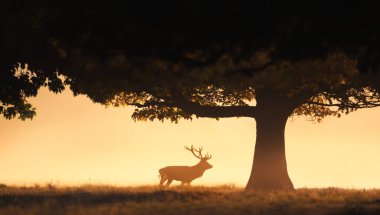 Bir Kızıl Geyik Geyiği 'nin (Cervus Elaphus) görkemli silueti, İngiltere' de sonbaharda dramatik, altından, sisli bir gündoğumuna ya da günbatımına karşı açık bir alanda duruyor..