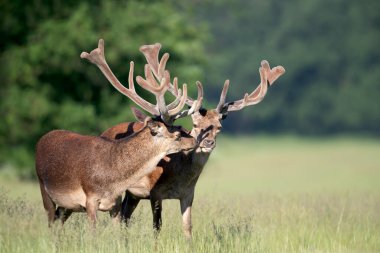 Bir çift erkek geyik (Cervus elaphus), İngiltere 'de geniş kadife kaplı boynuzlarını gösteren yemyeşil bir çayırda birlikte durur..