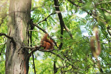 bir somun ile sincap