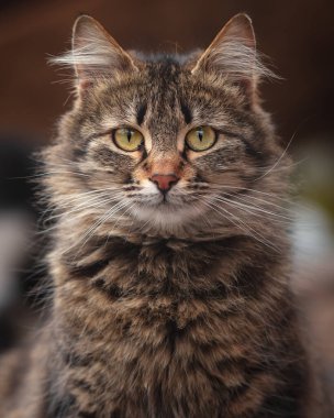 Sokaktaki bir teneke kutu portresi.