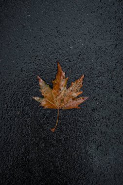 Yere düşen sonbahar yaprağı