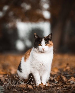 Vahşi kedi portresi. Bir hayvana yakın çekim