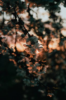 Günbatımı arka planında çiçek açan leylak