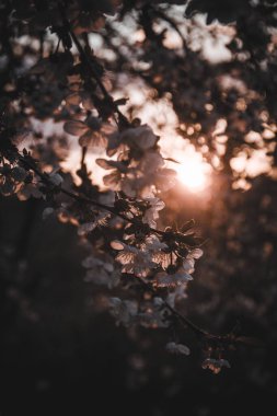 Günbatımı arka planında çiçek açan leylak