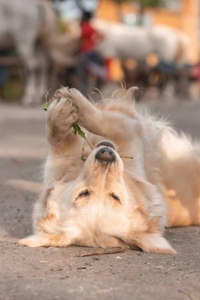 Портрет Собаки Мила Тварина Відкритому Повітрі — стокове фото