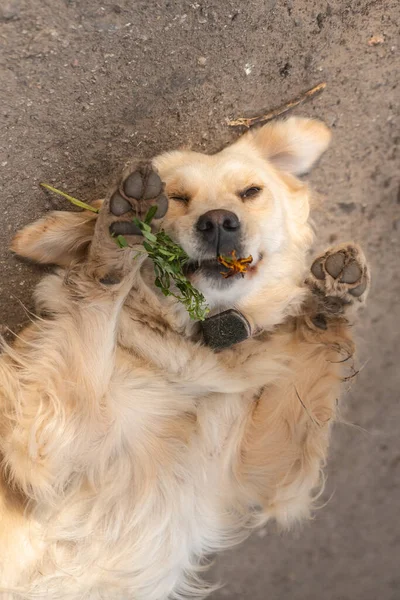 Retrato Perro Con Una Flor — Foto de Stock