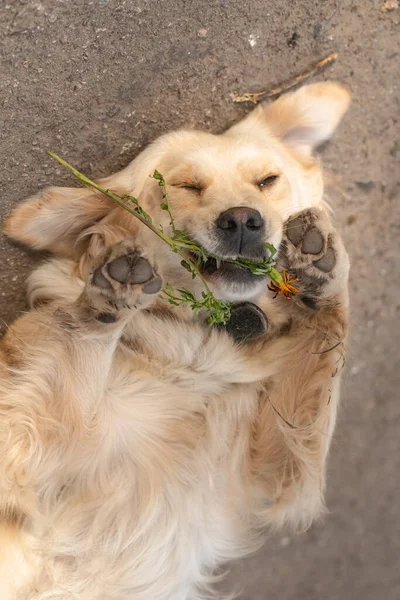 Porträt Eines Hundes Mit Einer Blume — Stockfoto