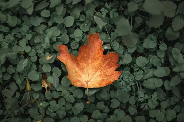 Fallen Autumn Leaf Dark Green Background — Stock Photo, Image