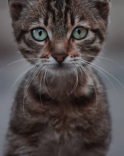 野猫肖像 动物的特写 — 图库照片