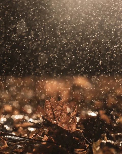落叶在雨滴中 宏观摄影 — 图库照片
