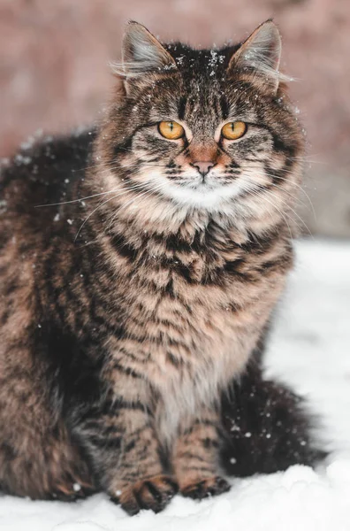 Retrato Gato Nieve Imagen de archivo