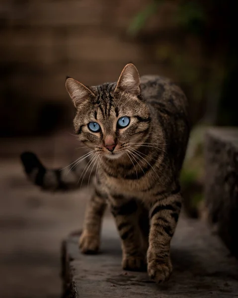 Retrato Gato Imágenes de stock libres de derechos