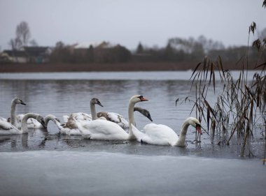Sisli bir kış gününde gölde kuğular
