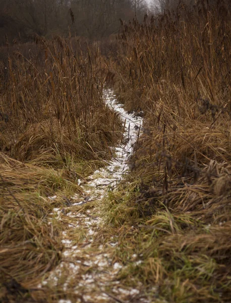 湖沿いの葦の中の雪の道 — ストック写真