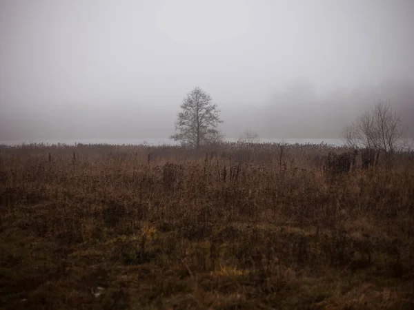 Ett Ensamt Träd Vid Sjö Dimmig Vinterdag — Stockfoto