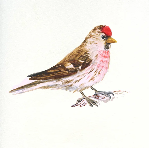 Handritad Akvarell Illustration Fågel Gemensam Rödundersökning Vitt — Stockfoto