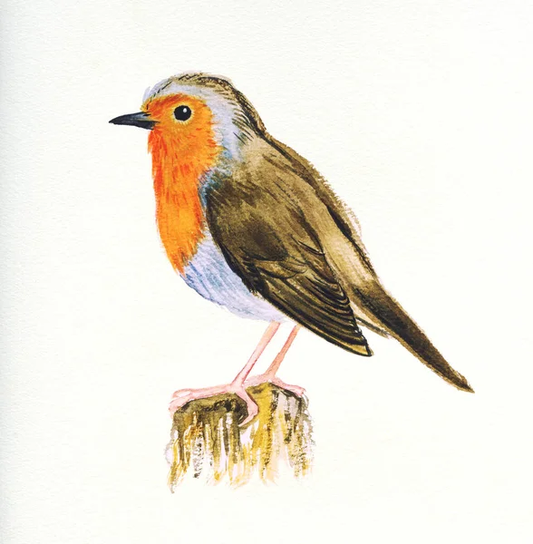 Handritad Akvarell Fågel Robin Vit — Stockfoto