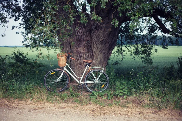 若いライ麦畑を背景に古い柳の木のヴィンテージ自転車 — ストック写真