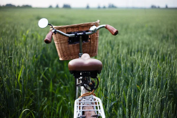 若いライ麦畑のヴィンテージ自転車春の背景 — ストック写真