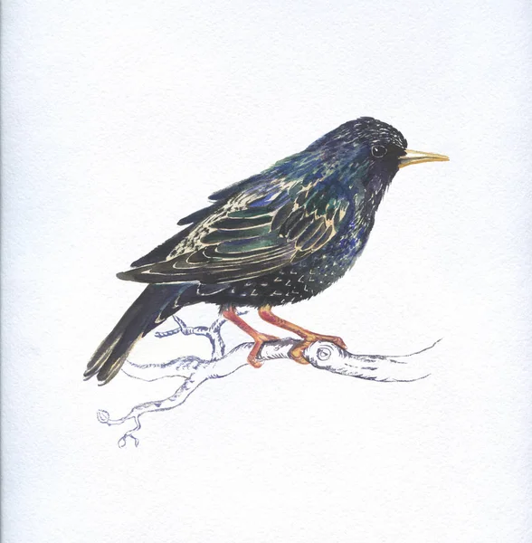 Watercolor Illustration Bird Starling White Spring Song Bird — Stock Photo, Image