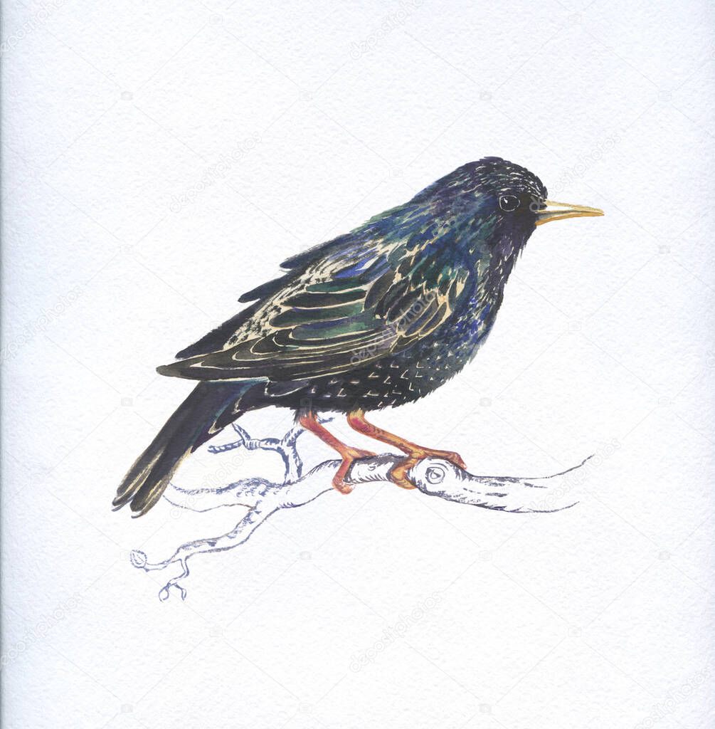 watercolor illustration,bird starling on white.spring song bird