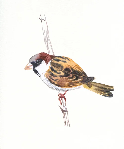Fågel Sparv Handritad Akvarell Illustration Isolerad Vit — Stockfoto