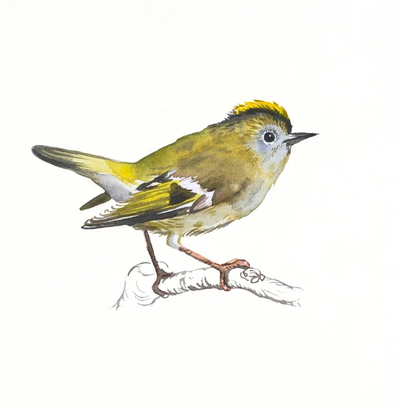 Acuarela Dibujada Mano Ilustración Pájaro Goldcrest — Foto de Stock