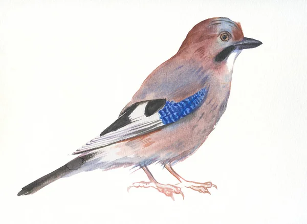 Mão Desenhada Aquarela Ilustração Pássaro Eurasian Jay — Fotografia de Stock