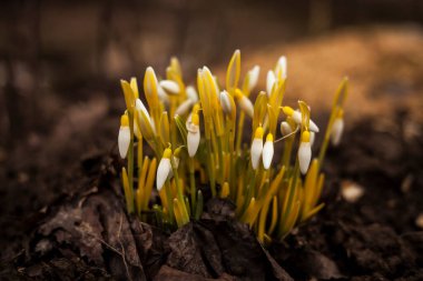 Güzel ilk kar damlaları ilkbaharın başlarında.