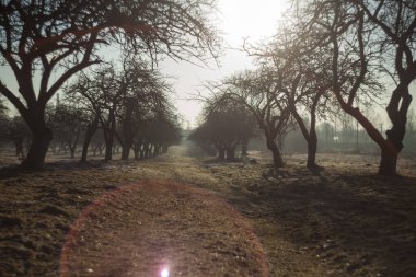 İlkbaharın ilk saatlerinde, bahar bahçesinde elma bahçesi.