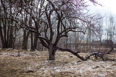 Bahar Elma Bahçesi. Nisanda kar.