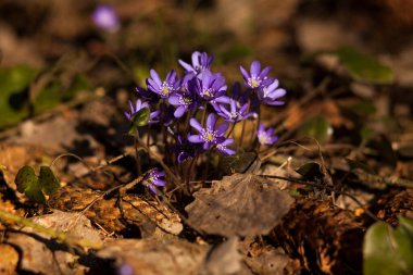 Ormanda kardamlaları hepatika, bahar arkaplanı