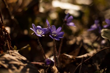 Ormanda kardamlaları hepatika, bahar arkaplanı
