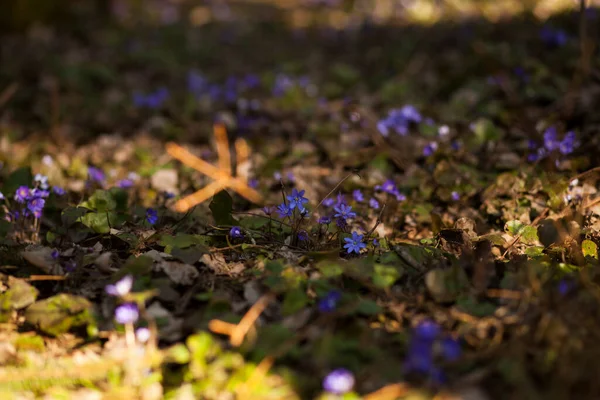 Snowdrops Hepatica Forest Spring Background — Stock Photo, Image