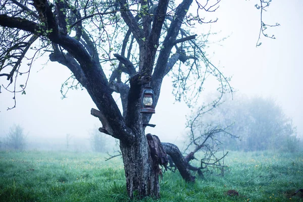 Morgondimma Vårens Äpple Orchard Vintage Lykta Hängande Gren — Stockfoto