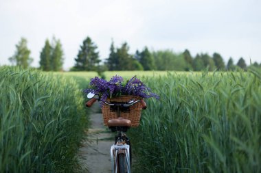 Genç bir çavdar tarlasında lupinle dolu hasır sepeti olan klasik bir bisiklet.