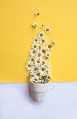 Mavi arka planda beyaz fincan ve papatya çiçeği. Papatya çayı buhar gibi kabından çıkar. Bitki çayı konsepti. Düz yatış, üst görünüm.