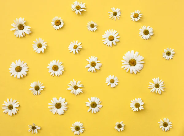 Kamillenblüten Auf Dem Gelben Hintergrund Blick Von Oben lizenzfreie Stockfotos
